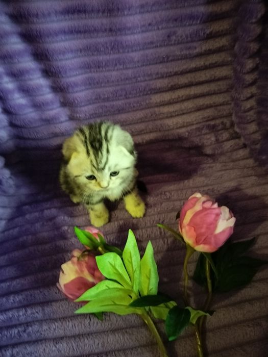 Вязка. Котик ждёт дам.