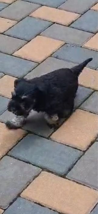 Schnauzer pitic negru  argintiu