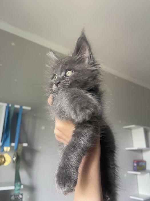 Мейн Кун котик