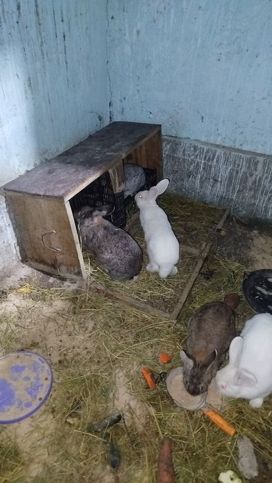 Қоян сатылады  сатылады