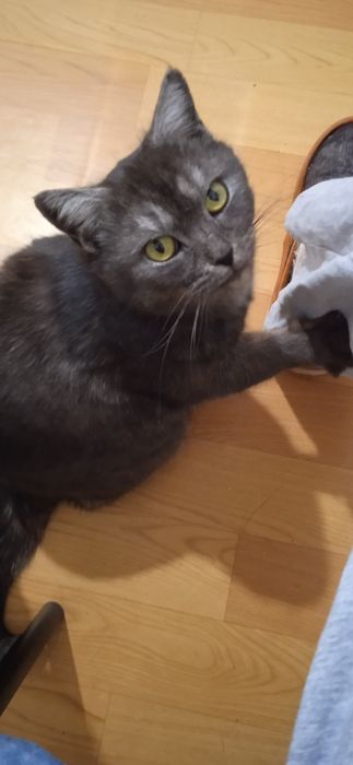 Кошка в добрые руки