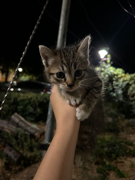 Pisici spre adoptie