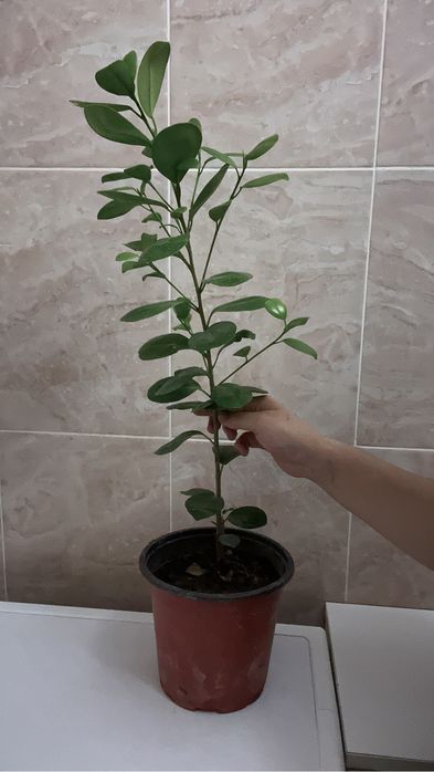 Комнатные растения