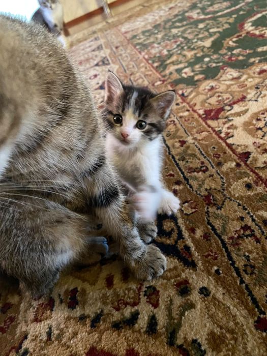Отдам маленьких котят в  добрые руки.