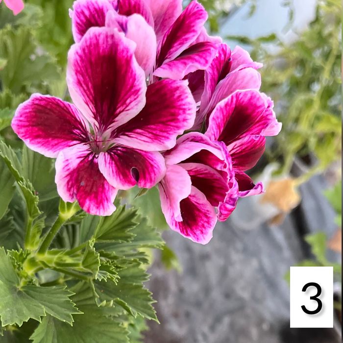 Королевская Герань