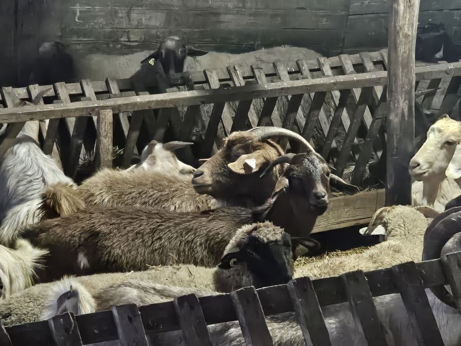 Vând capre si țapi!