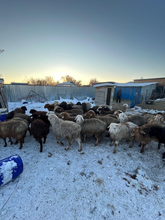 Кой,баранина.    .