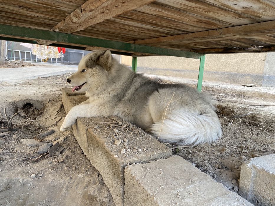 Продам в хорошие руки! Хаски!