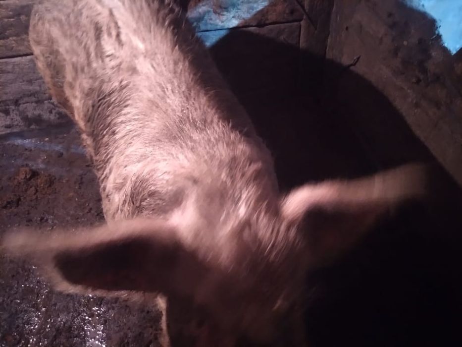 Кабан возраст 1 год