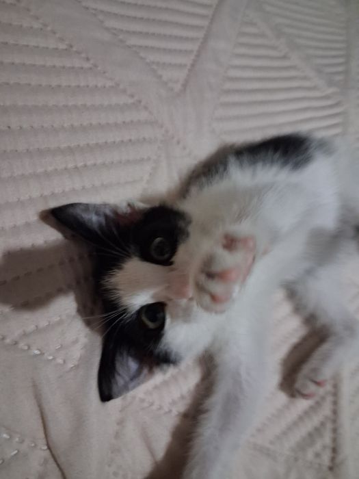 Отдам Котёнка мальчик хорошие руки