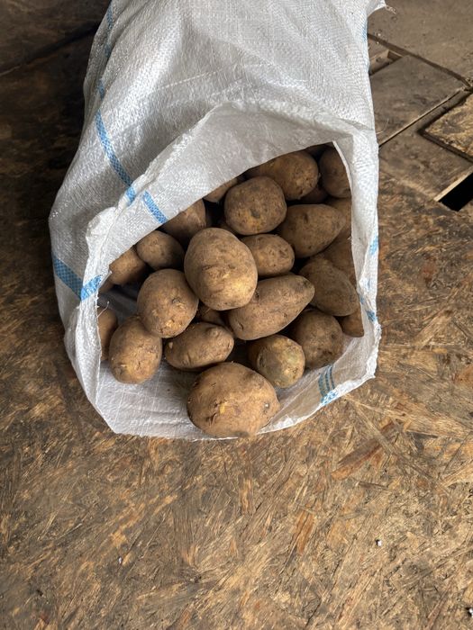 Продам Картофель от Кх