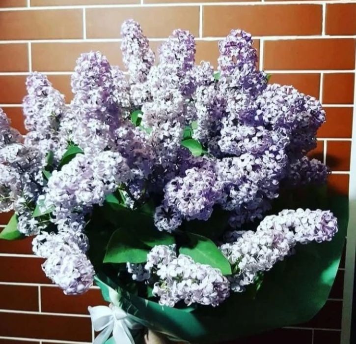 Сирень 1 ветка 500 тг