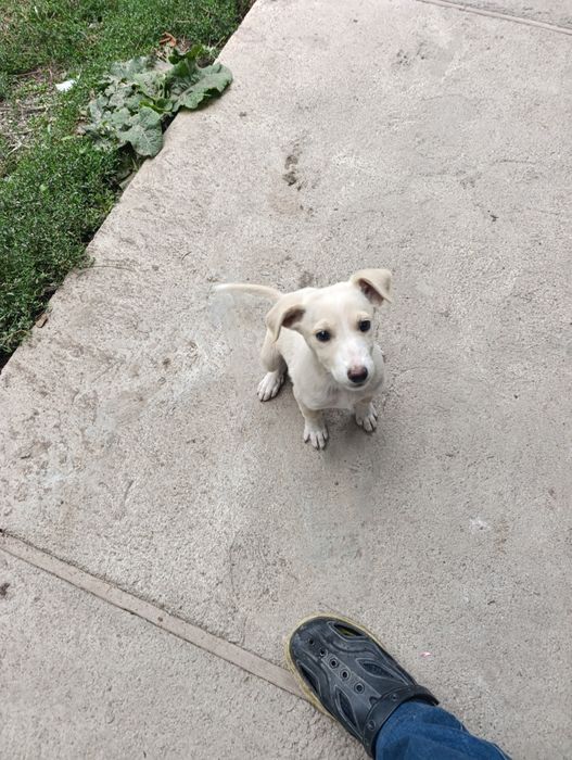 Щенок девочка 4,5 месяцев