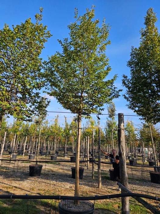 Carpinus piramidal cub toate dimensiunile