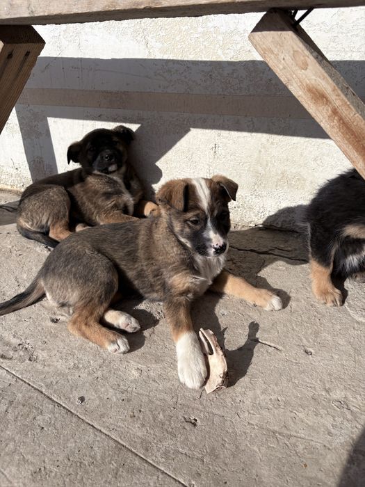 Шенок бесплатно каскелен