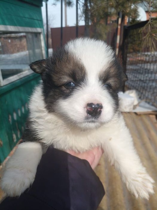 Отдам щенков в добрые руки