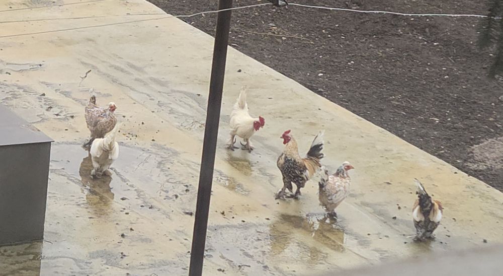 Декоративни Петленца