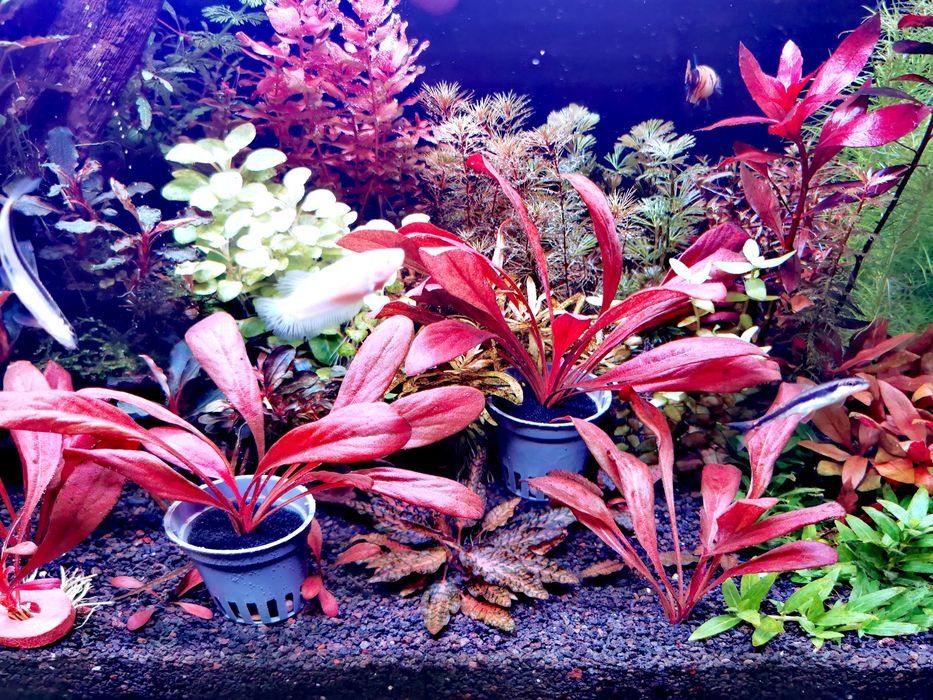 Vand plante naturale pentru acvariu