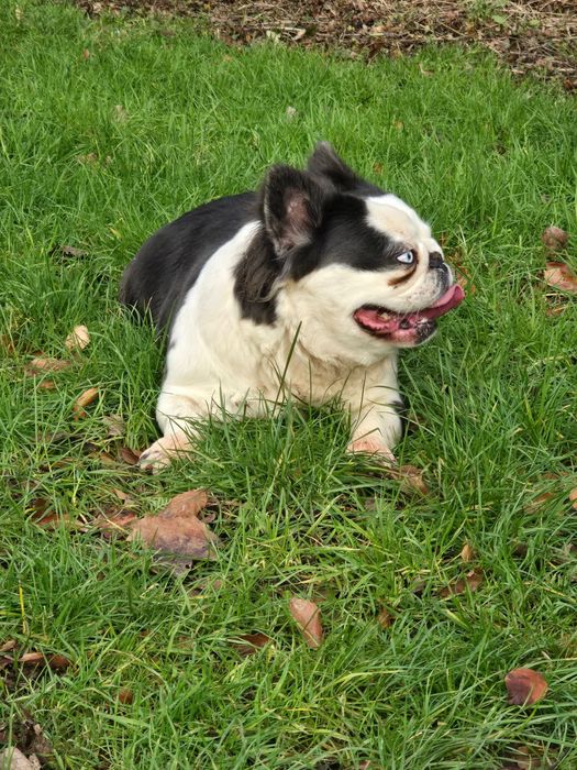 French bulldog for new home