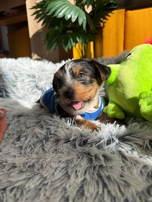 Йоркширски териер