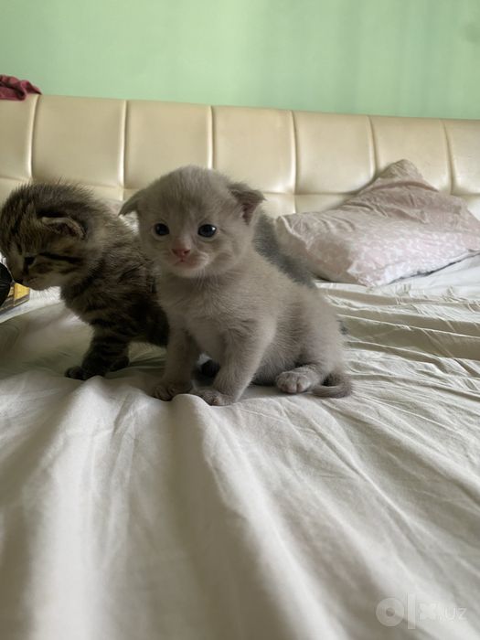 Котята фолдики и страйдики