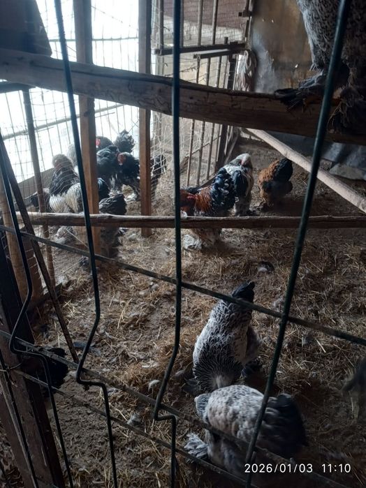 Брама хурозлар сотилади