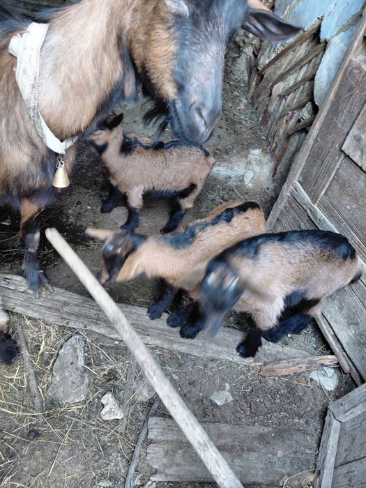 Vand iedite alpine franceze