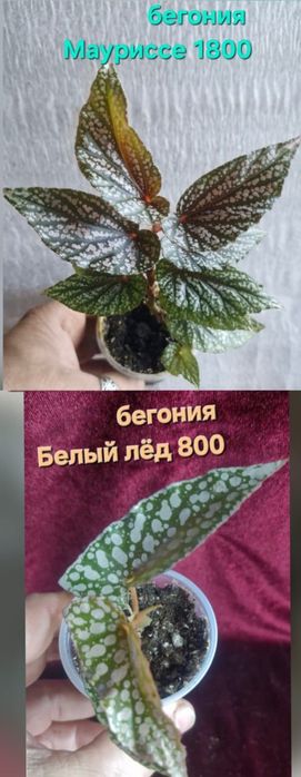 Бегонии цветы домашние