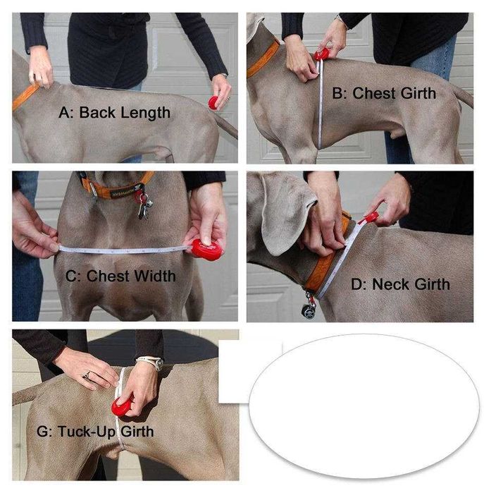 Salopeta catei de Talie Mica Noua