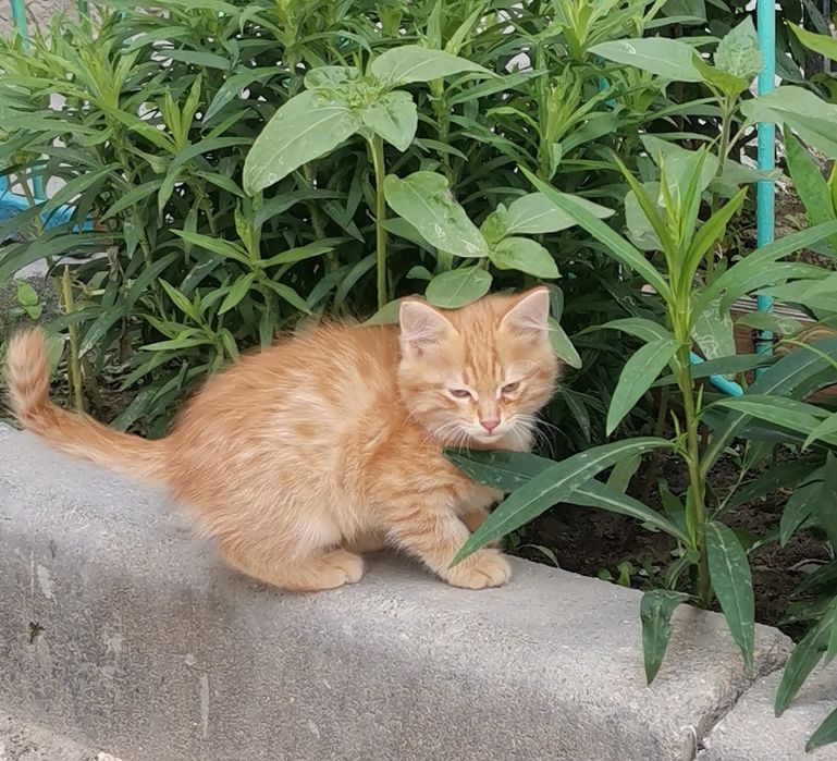 Отдам котят в добрые руки