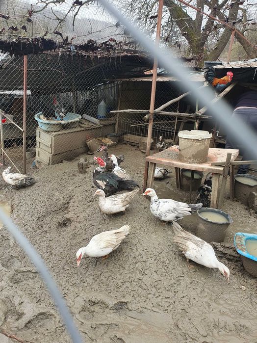 Razvad - Targoviste. Vand rate si ratoi mute, lesesti