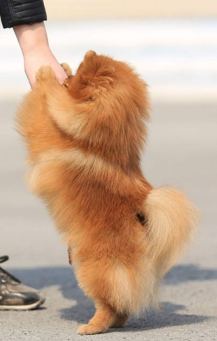 Померанский шпиц,вязка