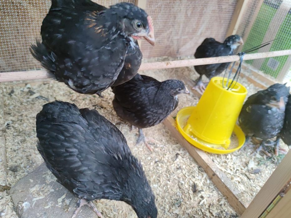 Pui de găină marans