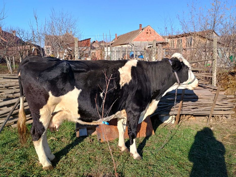 Vând vaca Holstein de 6 ani