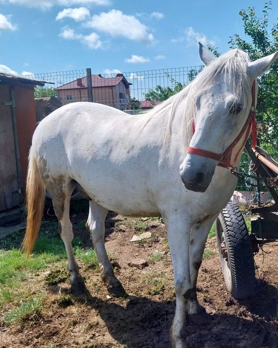 Cal de vînzare bun pentru casă