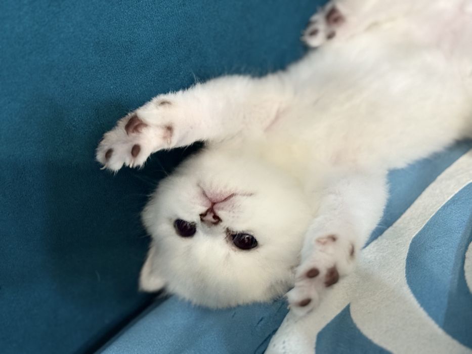 Продам британских котят шиншиллы