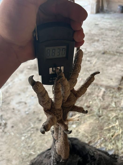 Индюки Гибрит 3 самки 1 самес