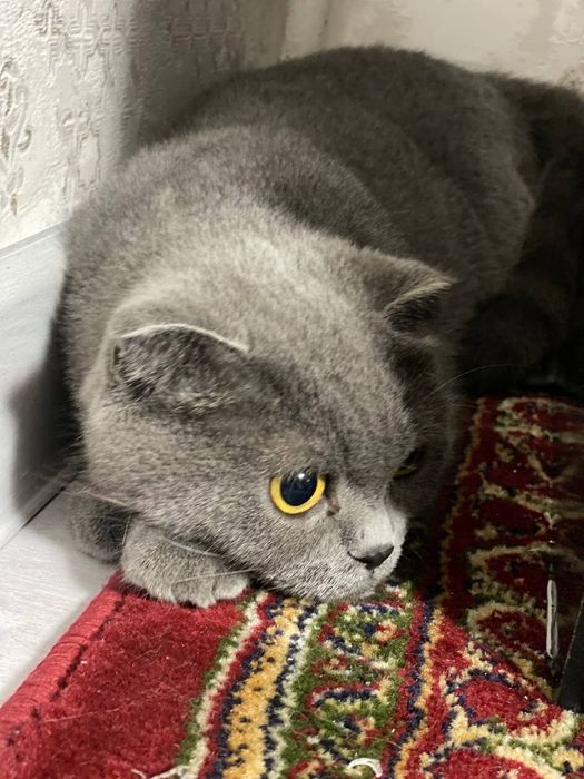 Scottish fold продаётся