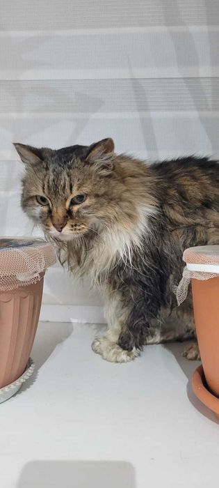 Отдам в добрые руки кошечку