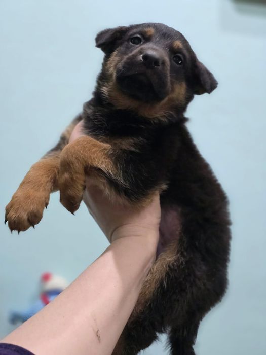 Немецкая овчарка (щенки девочки)