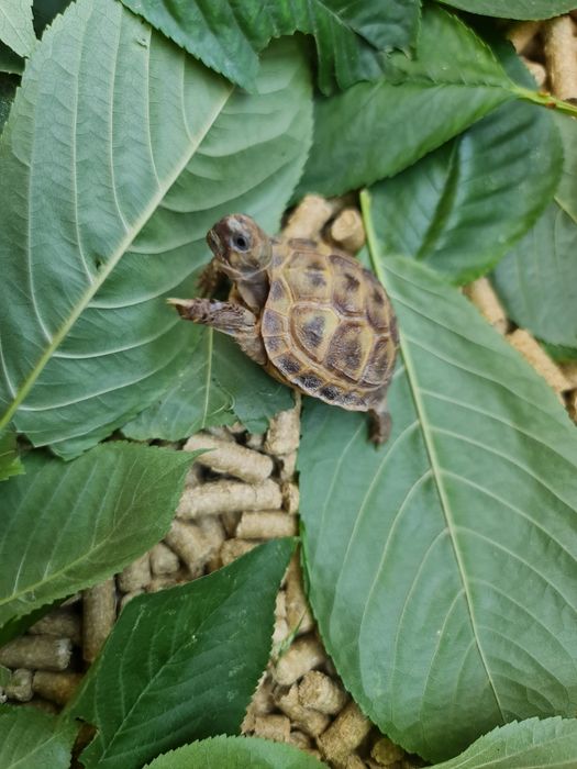 Черепашки Toshbaqalar