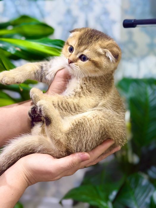 Котенок золотая Шиншила