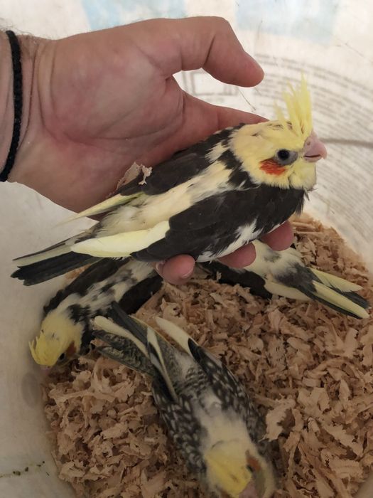 Pui papagali nimfa nimfe