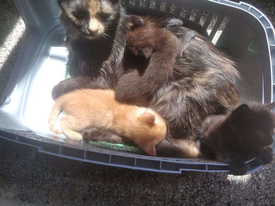 Подарявам мъжки котета