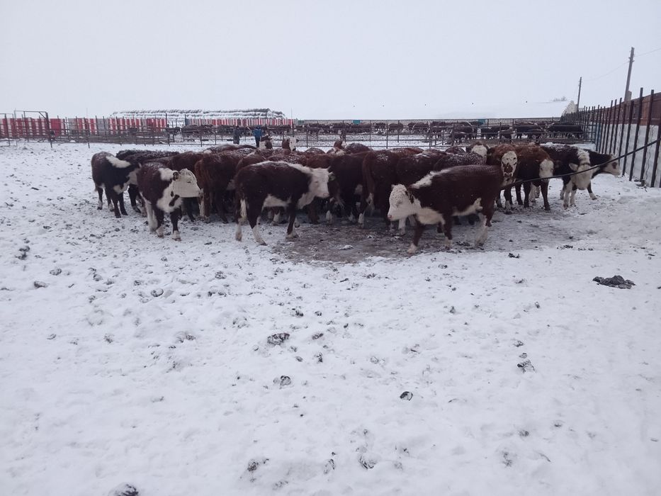 Продается,плем.документ есть,остальное вопросы по телефону