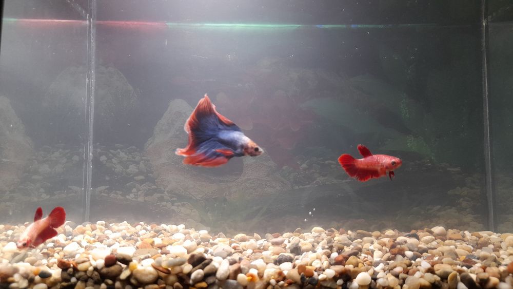 Akvarium Baliqlar
