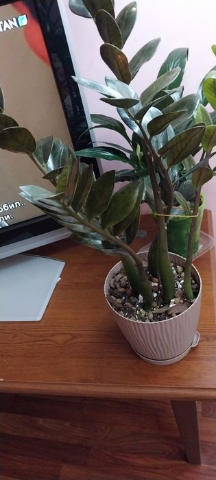 Цветок доллоровое дерево