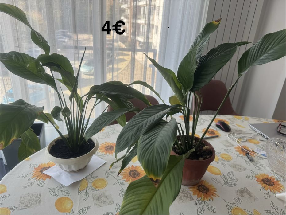 Цветя различни видове -1.50€-9€