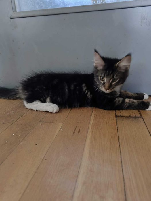 Котенца мейн куун