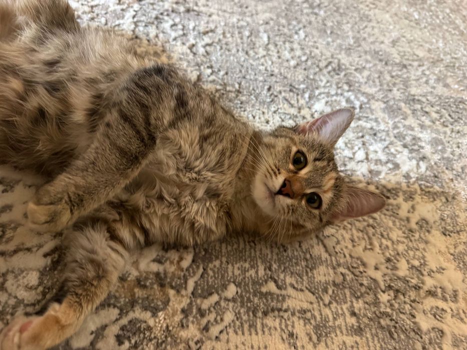 Кошечка срочно отдам в добрые руки